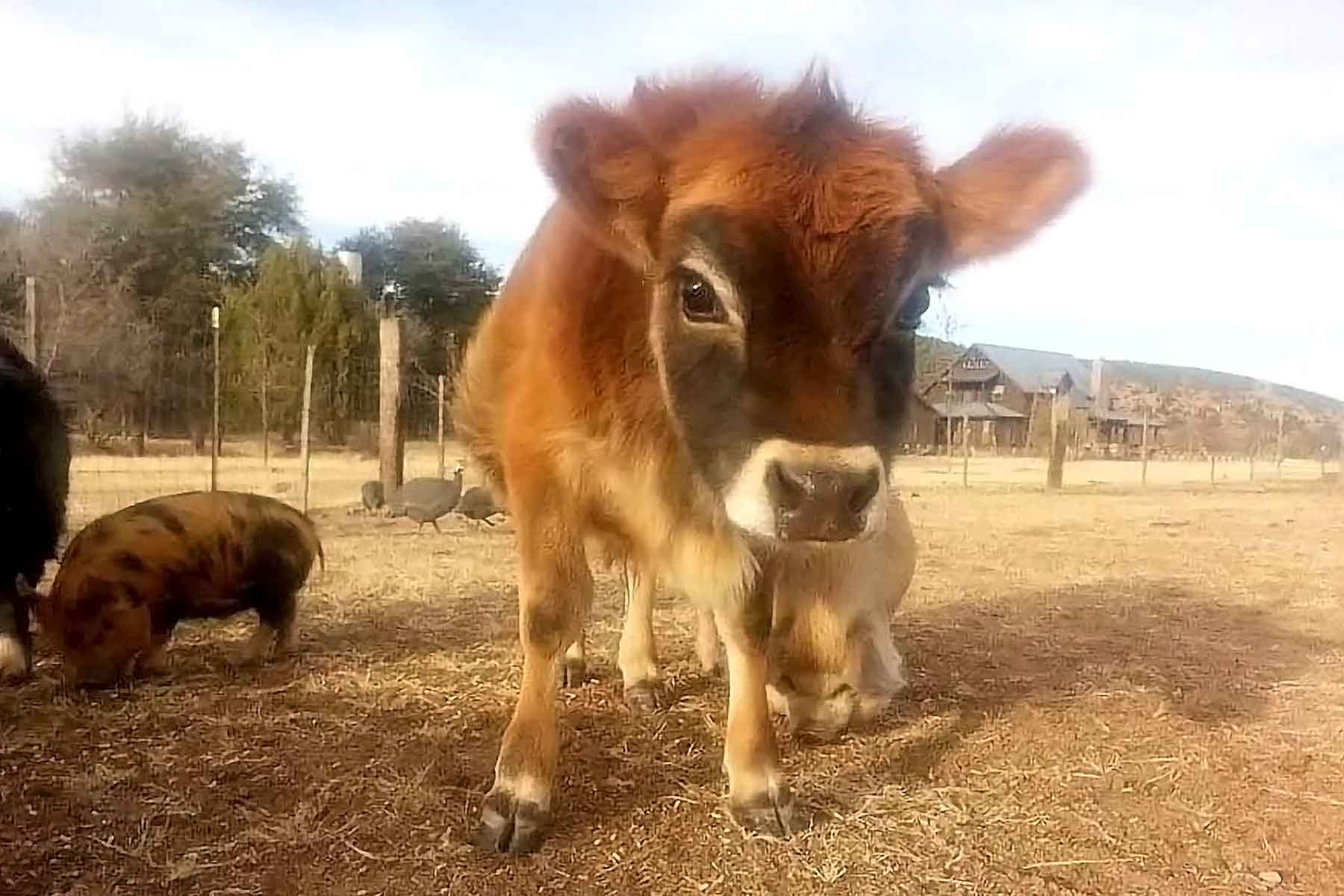 Rocking Robin Ranch Mini Jersey Cattle in Prescott, AZ