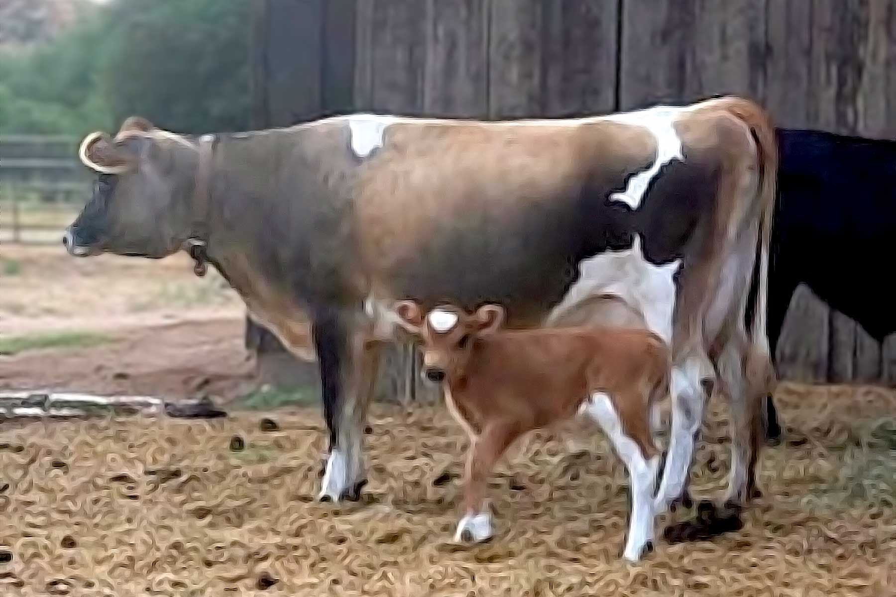 mini-jersey-cow-with-bull-calf