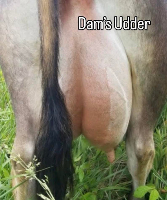 Close-up of a mare's udder with teats visible and the label 'Dam’s Udder' on the image