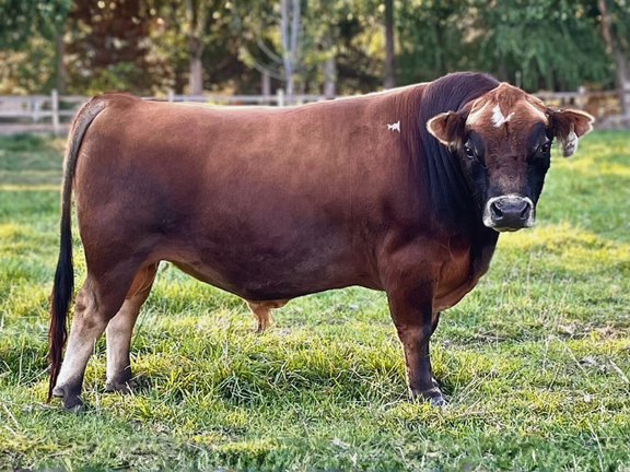 Brown cow standing in a grassy field with a fence and trees in the background.