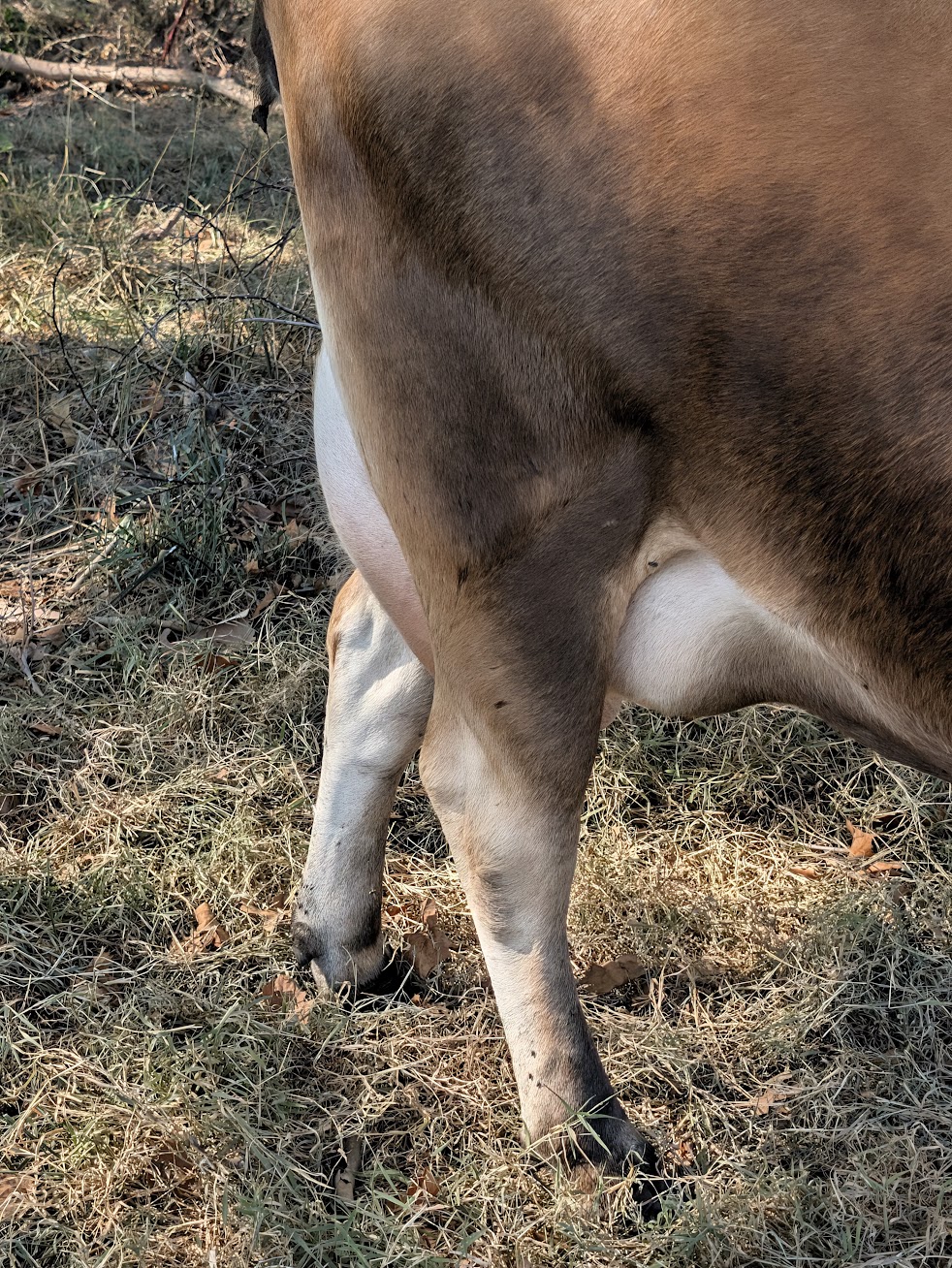 Brown cow standing in a dry grassy area, showing its belly and legs with a visible udder.