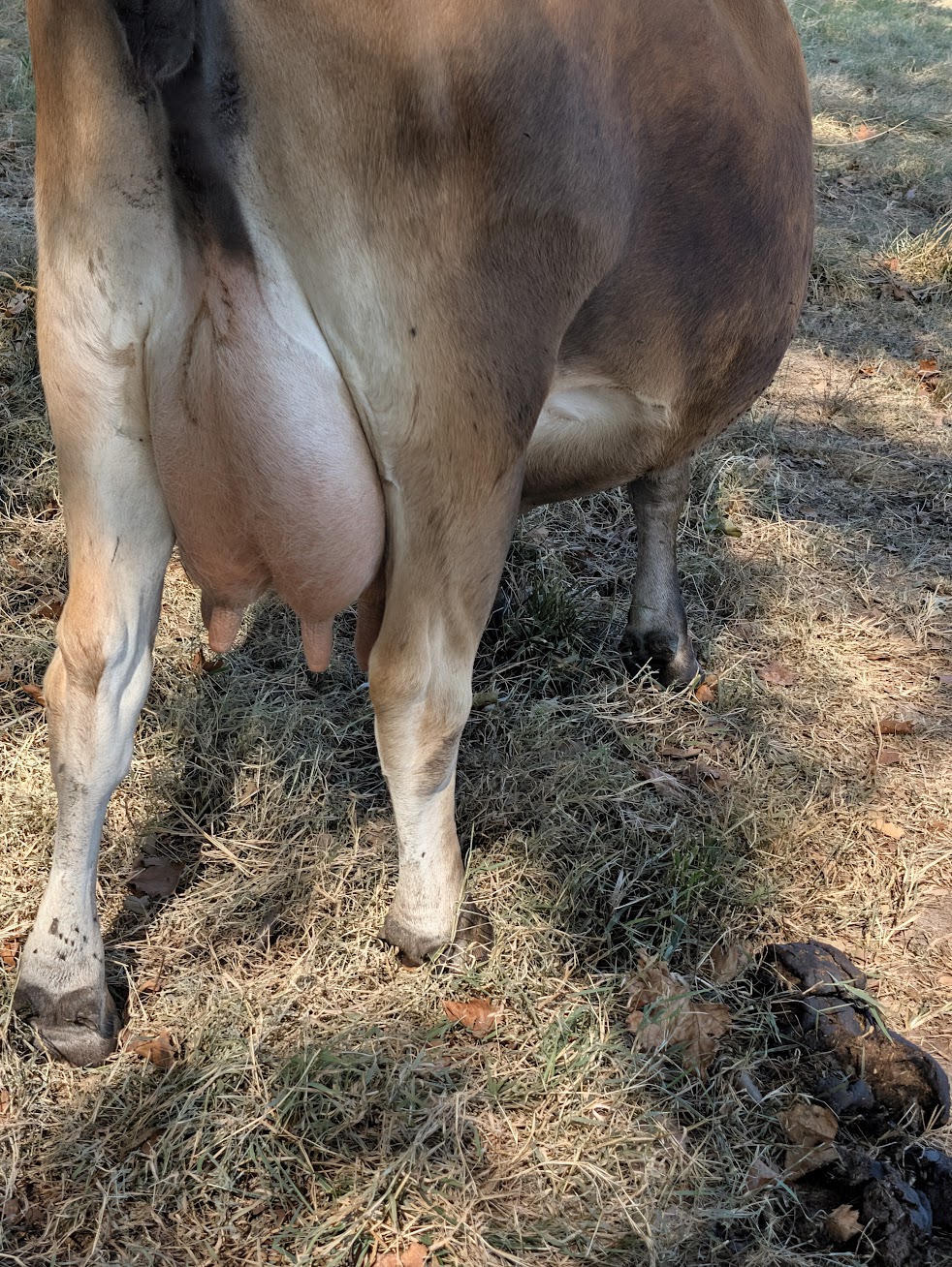 Rear view of a cow showing a large udder, standing on dry grass