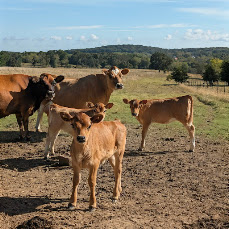 A small herd of brown cows standing in a sunlit dirt pasture with green fields and trees in the background, under a blue sky.