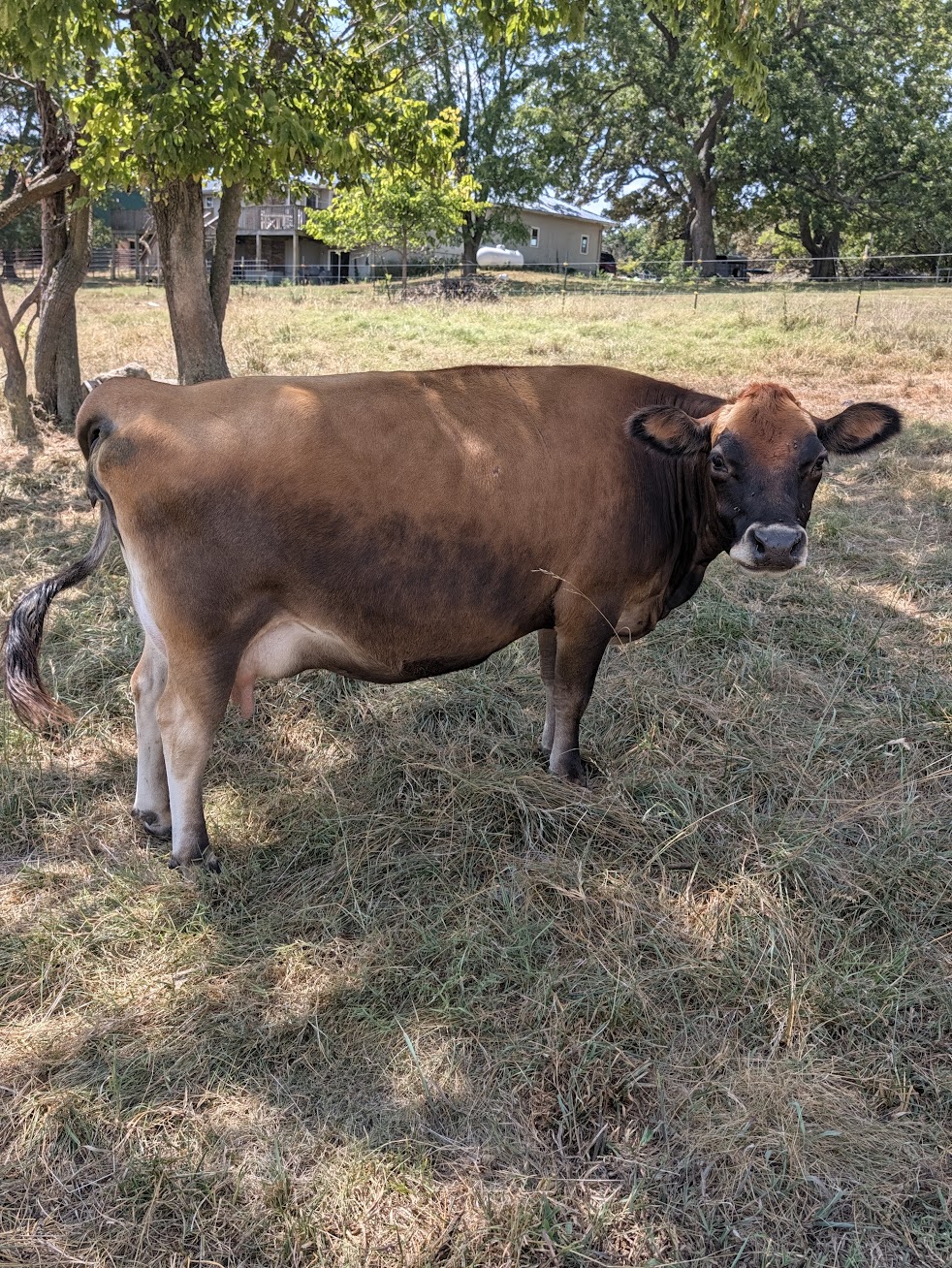 Brown cow standing in a sunlit grassy field with trees and a fence in the background on a farm.