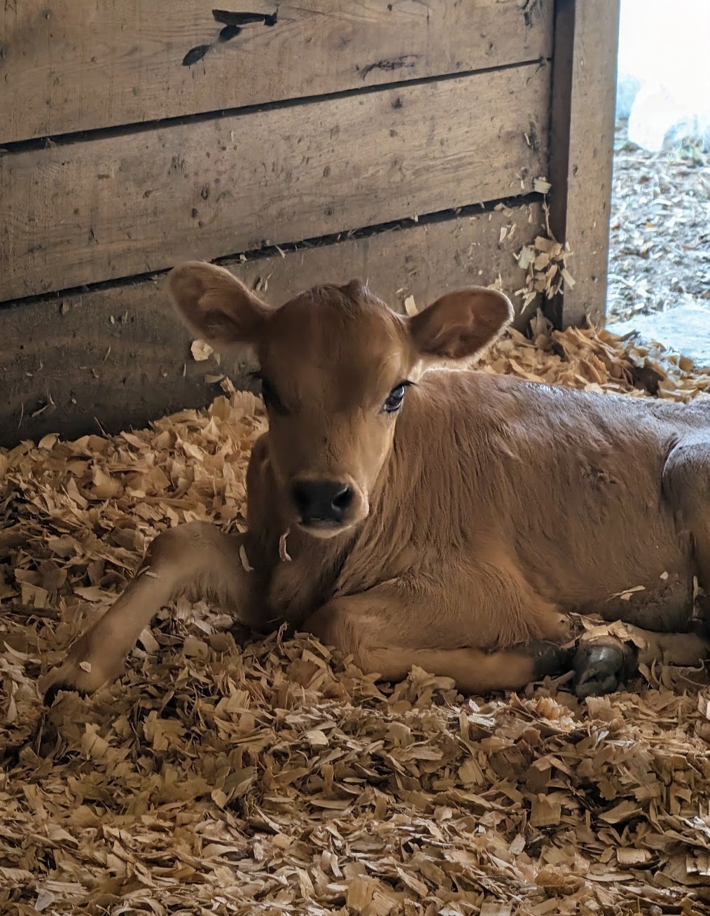 Brown calf lying on wood shavings inside a rustic barn stall, looking at the camera.