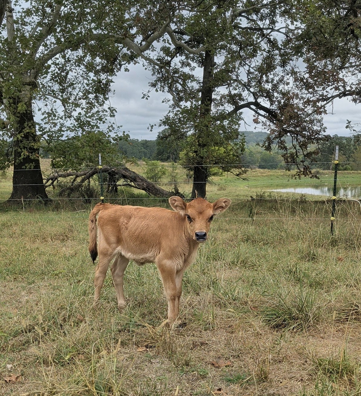 Young brown calf standing in a grassy pasture, near a wire fence with trees and a cloudy sky in the background.
