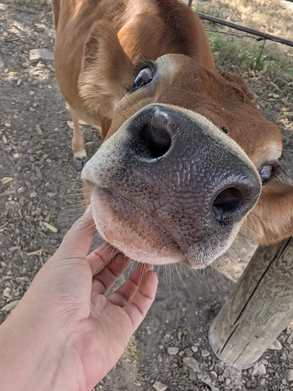 Close-up of a brown cow's nose being stroked by a person's hand, with a dusty ground and wooden fence in the background.