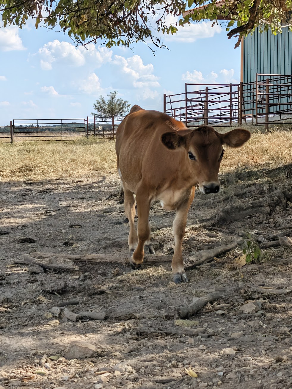 Brown cow walking on a dirt path beside a wooden fence under a leafy tree with a blue sky and clouds behind it.