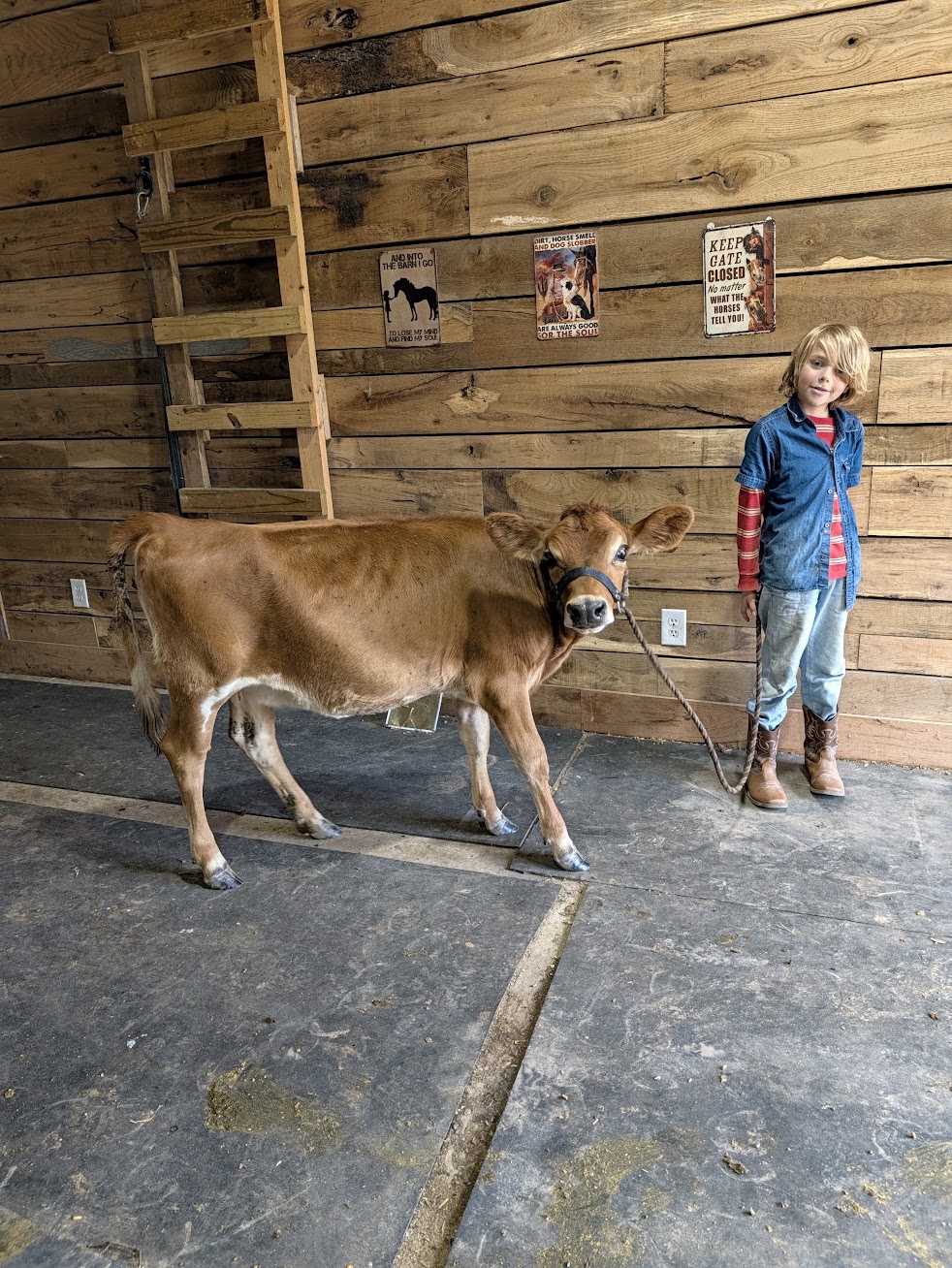 Young boy in a denim shirt and boots holds a rope attached to a brown calf inside a wooden barn.