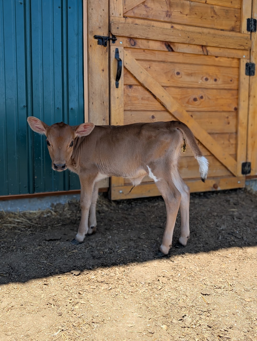 Curious brown calf standing on dirt near a wooden barn door and blue wall, looking at the camera.