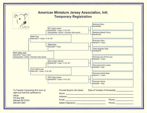 American Miniature Jersey Association, Intl. Temporary Registration form featuring a pedigree chart, AMJA logo, and transfer-ownership fields.